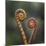 Unravelling Fern fronds, mid-altitude montane forest, Borneo-Nick Garbutt-Mounted Photographic Print