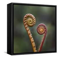 Unravelling Fern fronds, mid-altitude montane forest, Borneo-Nick Garbutt-Framed Stretched Canvas