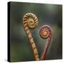 Unravelling Fern fronds, mid-altitude montane forest, Borneo-Nick Garbutt-Stretched Canvas