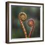 Unravelling Fern fronds, mid-altitude montane forest, Borneo-Nick Garbutt-Framed Photographic Print