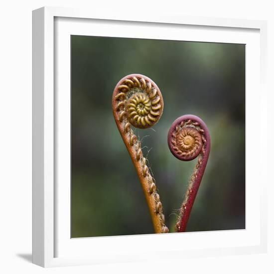 Unravelling Fern fronds, mid-altitude montane forest, Borneo-Nick Garbutt-Framed Photographic Print