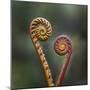 Unravelling Fern fronds, mid-altitude montane forest, Borneo-Nick Garbutt-Mounted Photographic Print