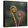 Unravelling Fern fronds, mid-altitude montane forest, Borneo-Nick Garbutt-Framed Stretched Canvas