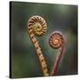 Unravelling Fern fronds, mid-altitude montane forest, Borneo-Nick Garbutt-Stretched Canvas