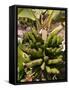 Unripe Bananas, Tenerife, Canary Islands, Spain, Europe-White Gary-Framed Stretched Canvas