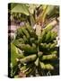 Unripe Bananas, Tenerife, Canary Islands, Spain, Europe-White Gary-Stretched Canvas