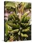 Unripe Bananas, Tenerife, Canary Islands, Spain, Europe-White Gary-Stretched Canvas