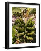 Unripe Bananas, Tenerife, Canary Islands, Spain, Europe-White Gary-Framed Photographic Print