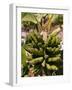 Unripe Bananas, Tenerife, Canary Islands, Spain, Europe-White Gary-Framed Photographic Print