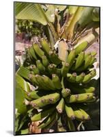 Unripe Bananas, Tenerife, Canary Islands, Spain, Europe-White Gary-Mounted Photographic Print
