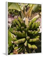 Unripe Bananas, Tenerife, Canary Islands, Spain, Europe-White Gary-Framed Photographic Print