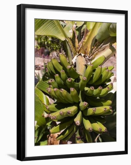 Unripe Bananas, Tenerife, Canary Islands, Spain, Europe-White Gary-Framed Photographic Print