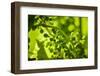 Unripe green grapes in detail on the vine in the vineyard with the sun-Axel Killian-Framed Photographic Print