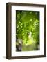 Unripe green grapes on the vine in the vineyard with the sun-Axel Killian-Framed Photographic Print