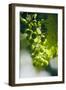 Unripe green grapes with vine leaves in detail, in the vineyard with the sun-Axel Killian-Framed Photographic Print