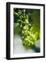 Unripe green grapes with vine leaves in detail, in the vineyard with the sun-Axel Killian-Framed Photographic Print