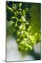 Unripe green grapes with vine leaves in detail, in the vineyard with the sun-Axel Killian-Mounted Photographic Print