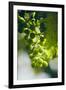 Unripe green grapes with vine leaves in detail, in the vineyard with the sun-Axel Killian-Framed Photographic Print