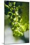 Unripe green grapes with vine leaves in detail, in the vineyard with the sun-Axel Killian-Mounted Photographic Print