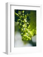 Unripe green grapes with vine leaves in detail, in the vineyard with the sun-Axel Killian-Framed Photographic Print