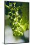 Unripe green grapes with vine leaves in detail, in the vineyard with the sun-Axel Killian-Mounted Photographic Print