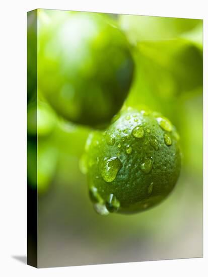 Unripe Oranges with Drops of Water-Toni Eichhorn-Stretched Canvas