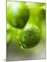 Unripe Oranges with Drops of Water-Toni Eichhorn-Mounted Photographic Print