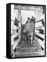 Unrra Cows for Italy-null-Framed Stretched Canvas