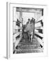 Unrra Cows for Italy-null-Framed Photographic Print