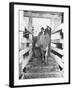 Unrra Cows for Italy-null-Framed Photographic Print