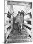 Unrra Cows for Italy-null-Mounted Photographic Print