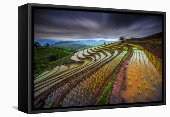 Unseen Rice Filed-Tetra-Framed Stretched Canvas