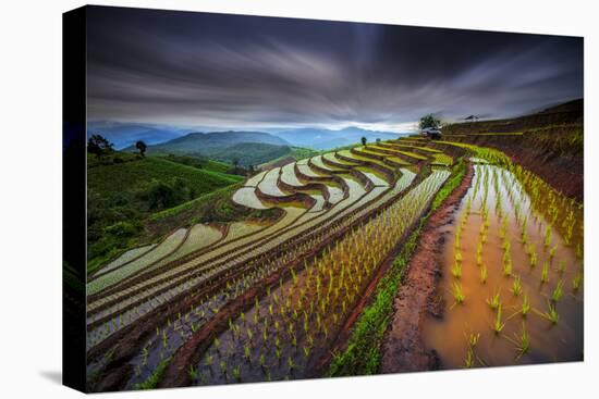 Unseen Rice Filed-Tetra-Stretched Canvas