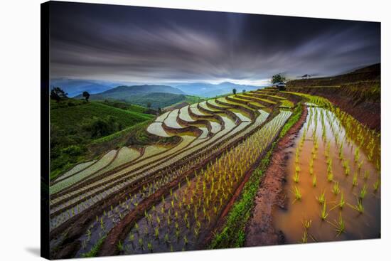 Unseen Rice Filed-Tetra-Stretched Canvas