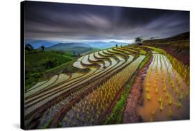 Unseen Rice Filed-Tetra-Stretched Canvas