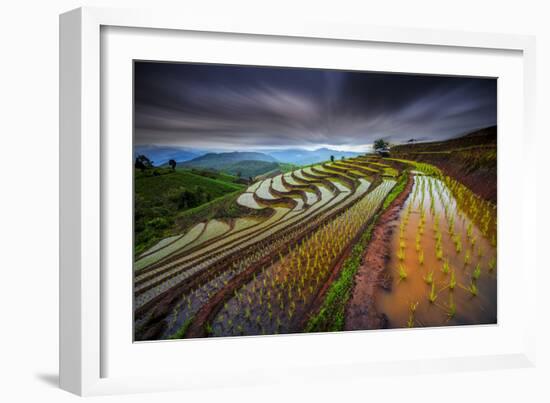 Unseen Rice Filed-Tetra-Framed Photographic Print