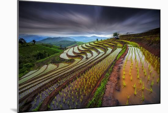 Unseen Rice Filed-Tetra-Mounted Photographic Print