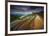 Unseen Rice Filed-Tetra-Framed Photographic Print