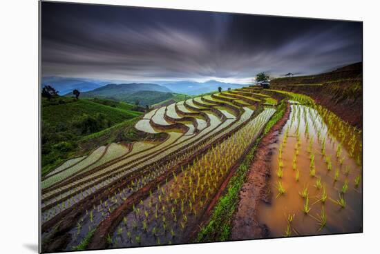 Unseen Rice Filed-Tetra-Mounted Photographic Print