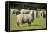 Unshorn Merino Sheep-null-Framed Stretched Canvas