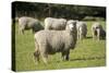 Unshorn Merino Sheep-null-Stretched Canvas