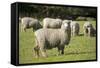 Unshorn Merino Sheep-null-Framed Stretched Canvas
