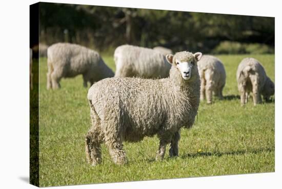 Unshorn Merino Sheep-null-Stretched Canvas