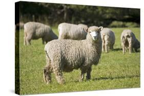 Unshorn Merino Sheep-null-Stretched Canvas