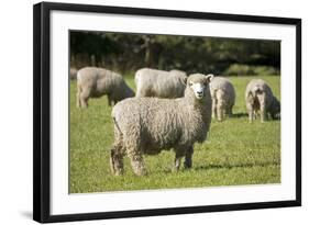 Unshorn Merino Sheep-null-Framed Photographic Print