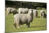 Unshorn Merino Sheep-null-Mounted Photographic Print