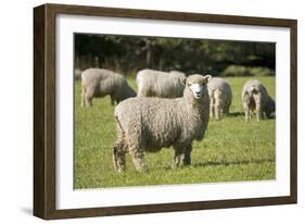 Unshorn Merino Sheep-null-Framed Photographic Print