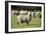 Unshorn Merino Sheep-null-Framed Photographic Print