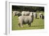 Unshorn Merino Sheep-null-Framed Photographic Print