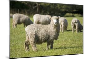 Unshorn Merino Sheep-null-Mounted Photographic Print